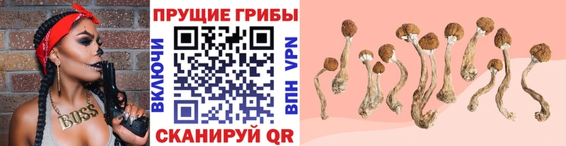 закладки  Тында  Галлюциногенные грибы мухоморы 